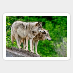 Gray Wolves Sticker